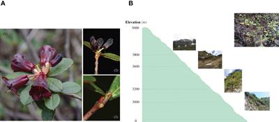 Variation in gene expression along an elevation gradient of Rhododendron sanguineum var. haemaleum assessed in a comparative transcriptomic analysis